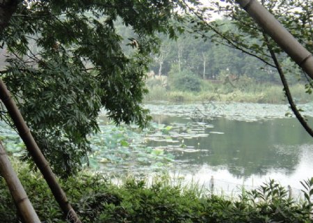 杭州小西湖风光图片