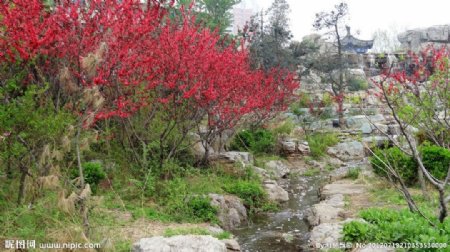 溪水红花图片
