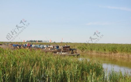 黄河口芦苇湿地图片