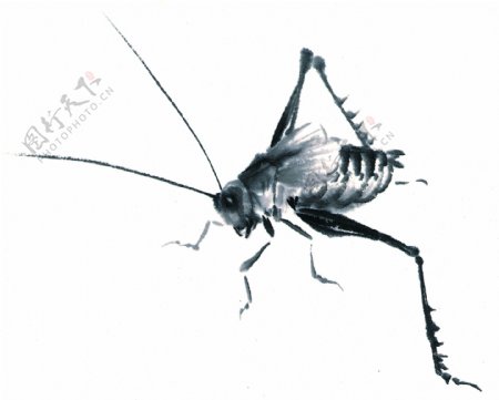 水墨风格的蟋蟀图片
