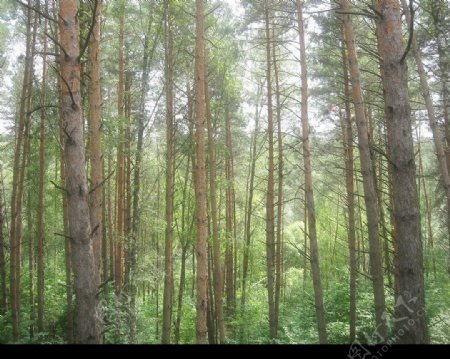 树林景色图片