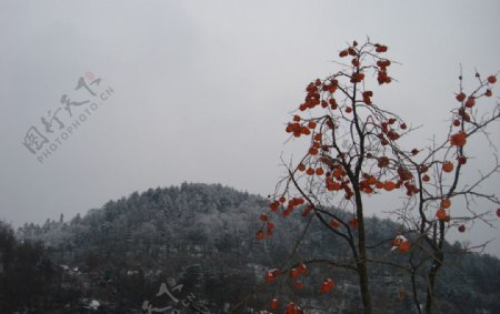 雪中的柿子树图片
