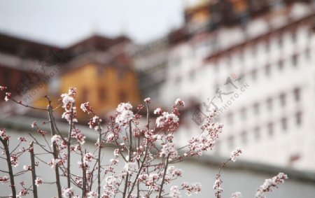 布达拉宫的春天图片