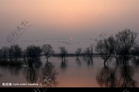 黃河濕地落日飛鳥图片