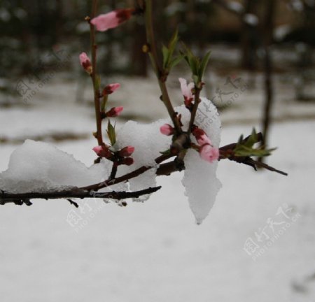 雪梅图片