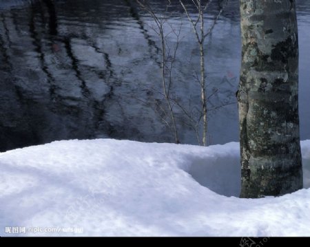 白色冬景树雪堆图片
