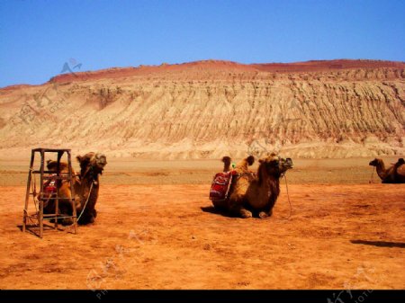 沙漠駱駝图片