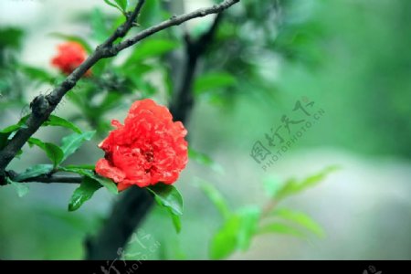 海棠花图片摄影图JPG
