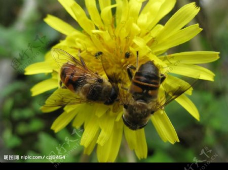 两只蜜蜂争食图片