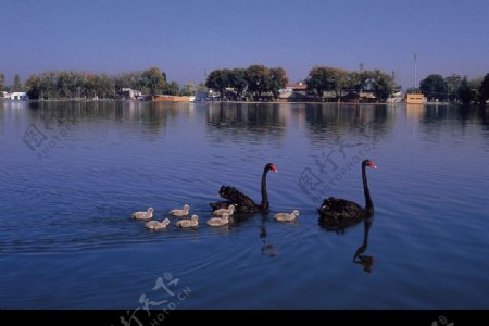 湖中的天鹅一家风景图片