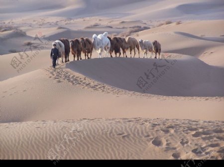 沙漠骆驼与人图片
