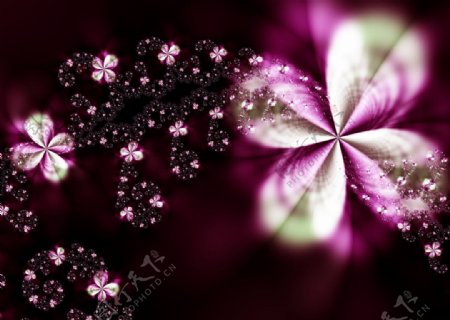 紫红色水滴花语图片
