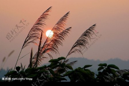 芦苇与夕阳图片