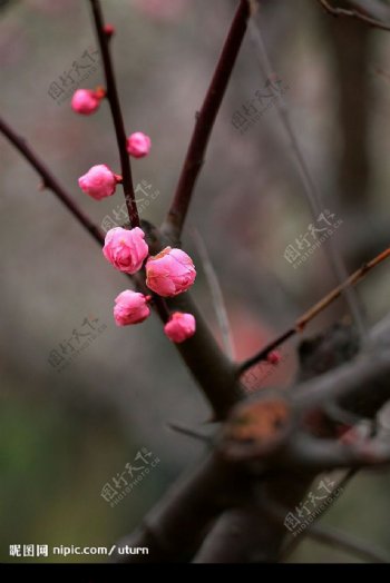 梅花图片