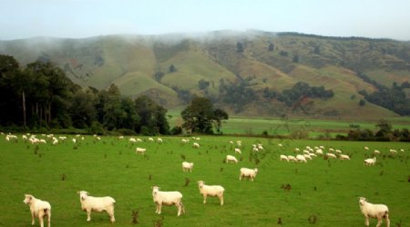 新西兰的羊群图片