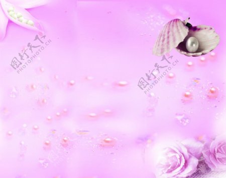 粉红贝壳图片