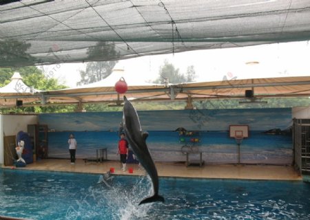 厦门海底世界海豚表演图片