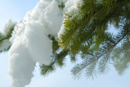 大雪压青松图片