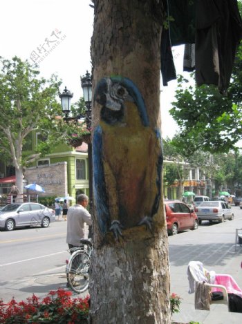 街头涂鸦鹦鹉图片