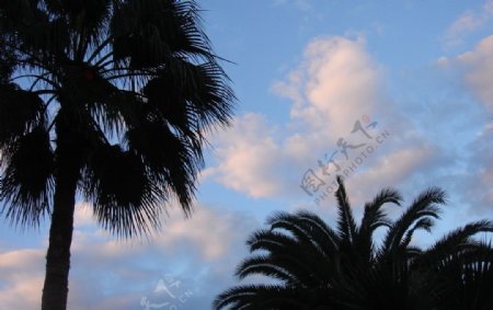 蓝天与棕榄树图片