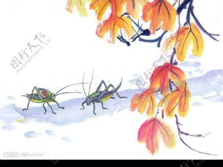 中国画昆虫图片