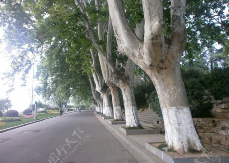 路边的树图片