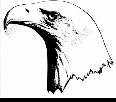鹰的头水墨画图片