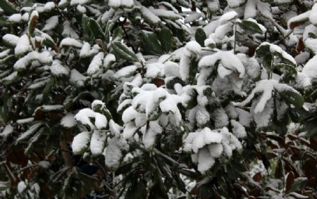 雪树枝图片