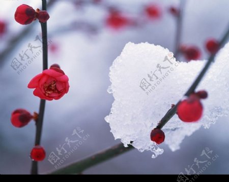 梅花和雪图片