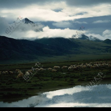 雪峰羊群图片