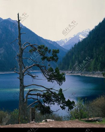 雪山湖泊残树图图片