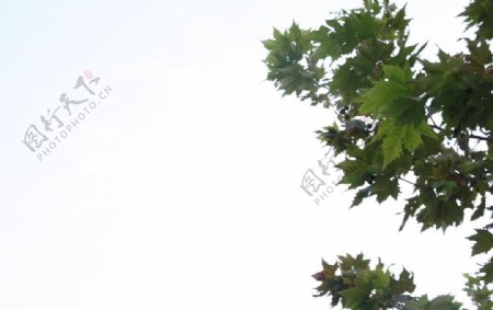 午后天空的树叶图片