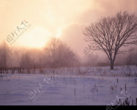 白雪黄昏图图片