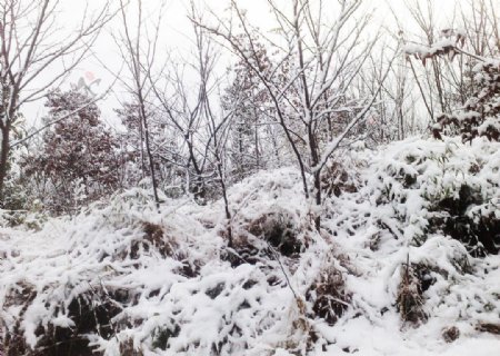 雪景白雪雪树图片