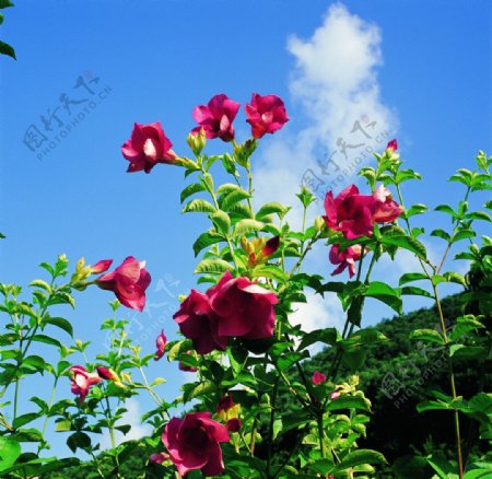 仙湖植物园蜀葵图片