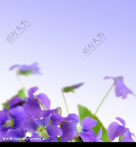 优雅紫色花朵图片素材