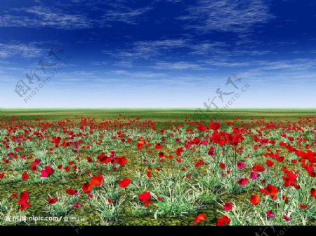草原上的红色花朵图片
