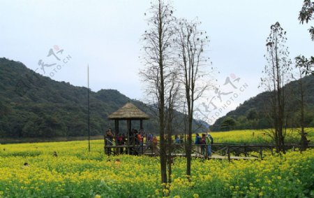 从化石门国家森林公园花海图片