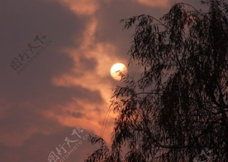 夕阳挂树梢图片