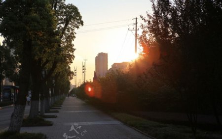 逆光林荫道图片