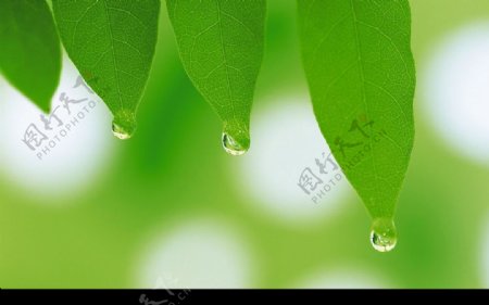 滴水绿叶图片