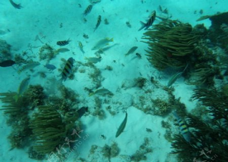 开曼群岛白沙和珊瑚图片