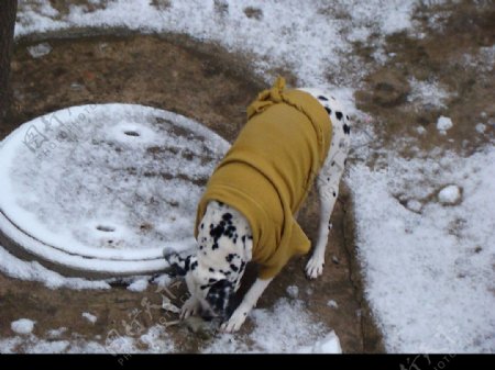 狗狗过冬图片