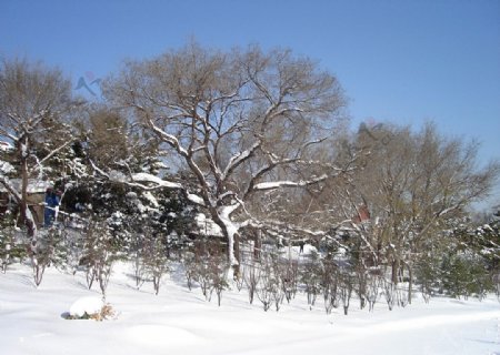 雪天公园里德树图片