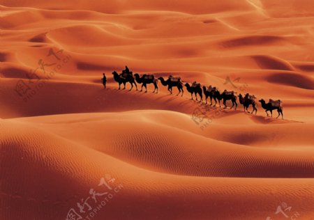 新疆沙漠骆驼队图片