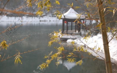 竹海雪景图片