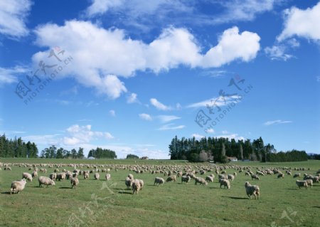 蓝天草地羊群图片