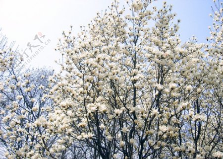 盛开的玉兰树图片