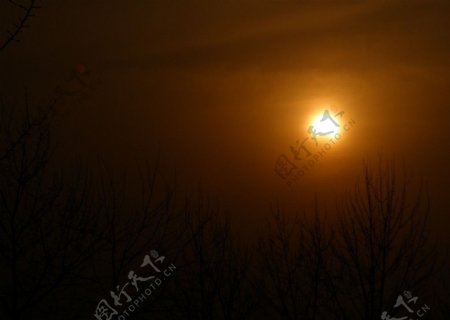 太阳日食枯枝黄昏图片