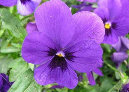 蓝紫色小花图片
